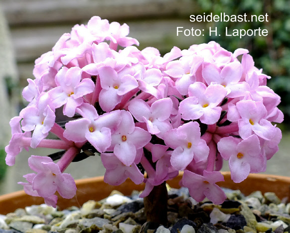 Daphne petraea ‘Michele’, 'FelsenSeidelbast