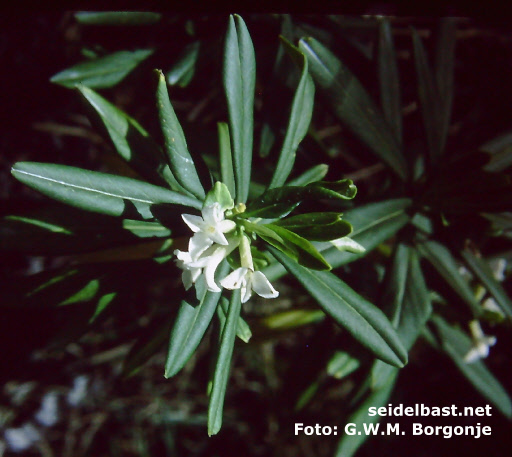 Daphne aff. depauperata inflorescence, 'Verarmter Seidelbast'